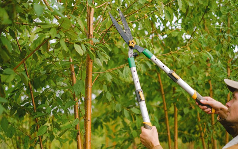 Tree trimming in Raleigh, ND