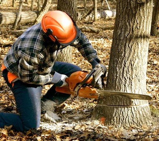 Tree Removal in Raleigh, ND